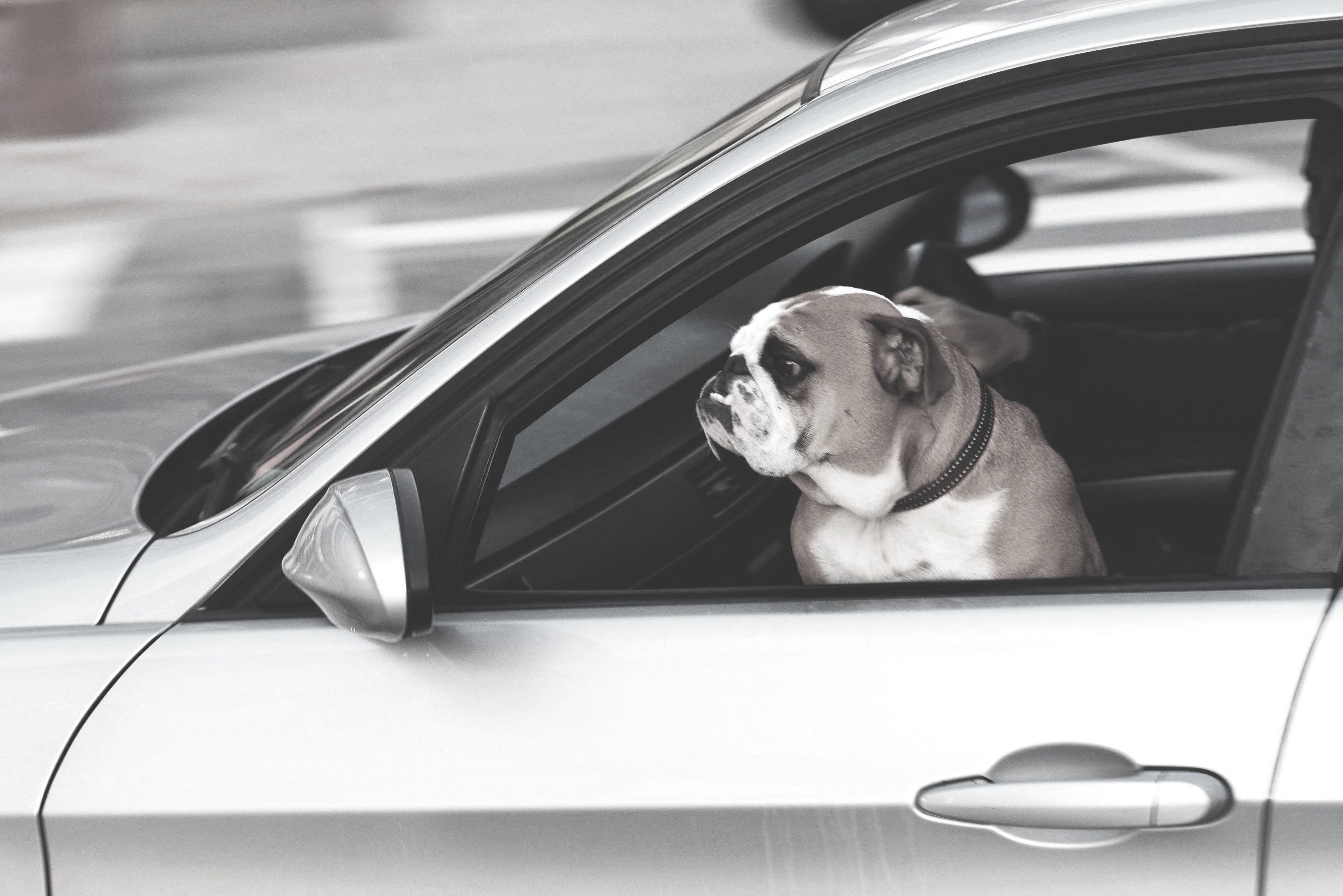 A Dog Riding inside a car